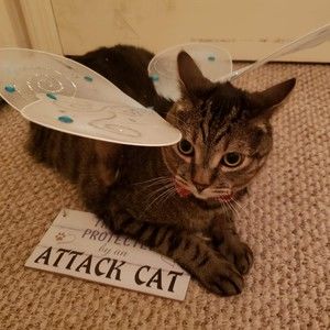 Meet your Posher, Nykyrian